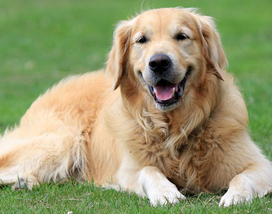 perros-razas-golden-retriever-04