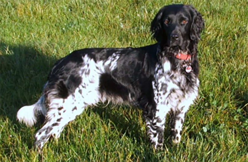 Gran Münsterländer