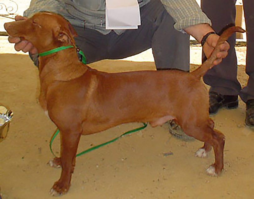 Maneto