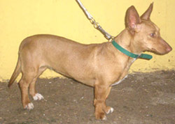 Maneto