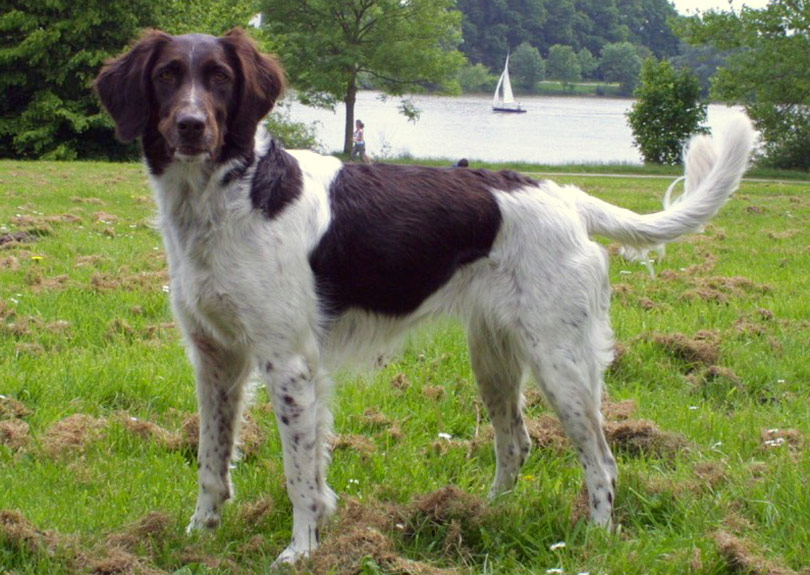 Pequeño Munsterlander