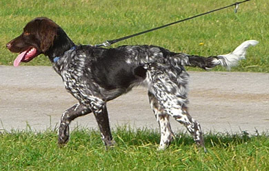 perros-razas-pequeno-munsterlander-02