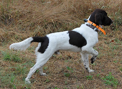 perros-razas-pequeno-munsterlander-03