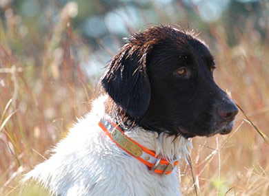 perros-razas-pequeno-munsterlander-04