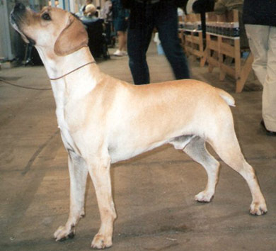 perros-razas-perdiguero-portugues-02