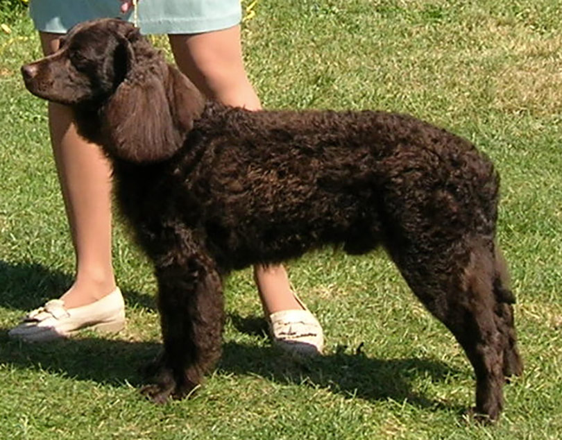 Perro de Agua Americano