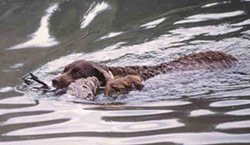 Perro de Agua Americano