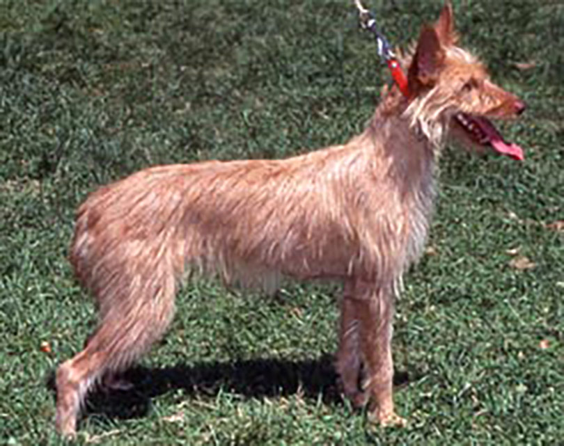 Podenco Andaluz