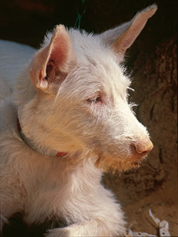 Podenco Andaluz
