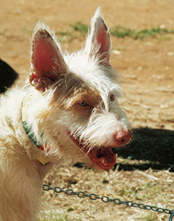 Podenco Andaluz