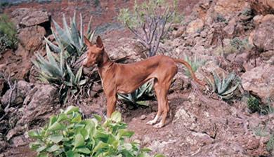 perros-razas-podenco-canario_02
