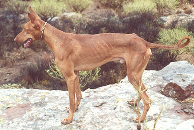 perros-razas-podenco-canario_03