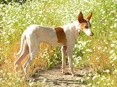 perros-razas-podenco-canario_04