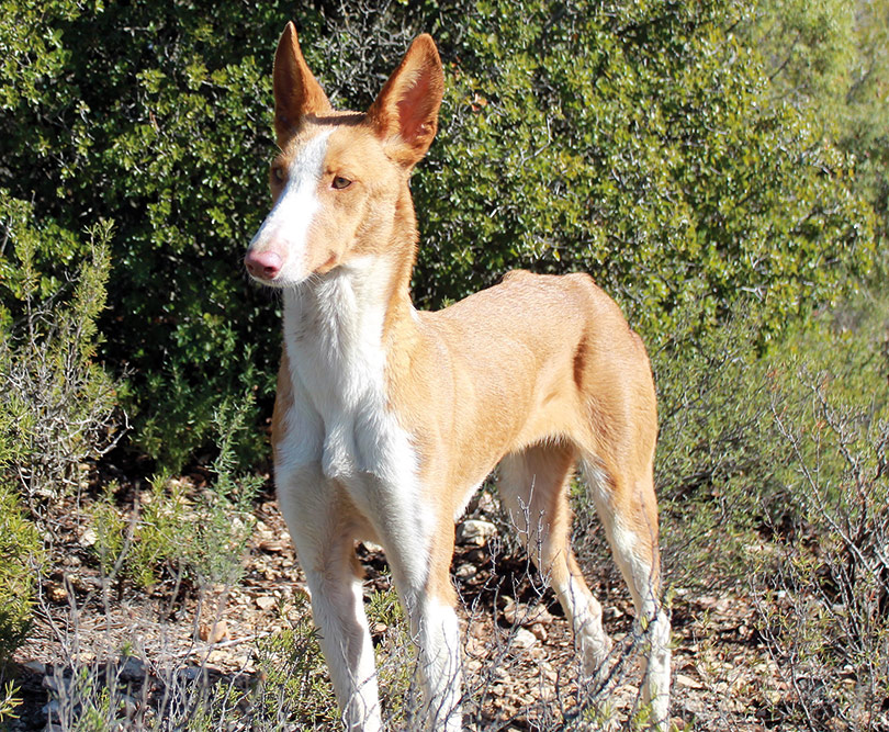 Podenco Ibicenco
