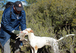 Podenco Ibicenco