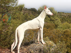 Podenco Ibicenco