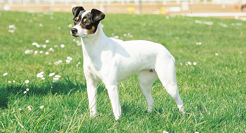Ratonero Bodeguero Andaluz
