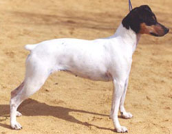 Ratonero Bodeguero Andaluz