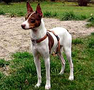 perros-razas-ratonero-valenciano-02