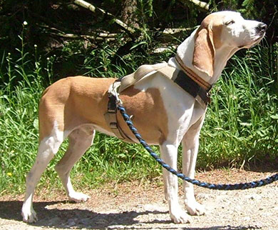 perros-razas-sabueso_espanol-02