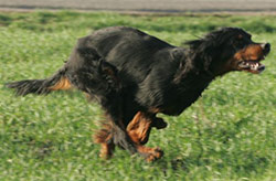Setter Gordon