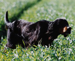 Setter Gordon