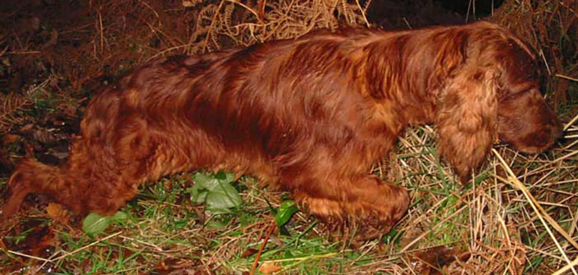 Setter Irlandes Rojo