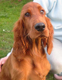 Setter Irlandes Rojo