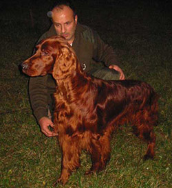 Setter Irlandes Rojo