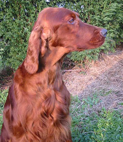 Setter Irlandes Rojo