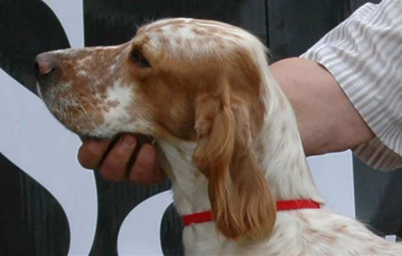 Setter Irlandes Rojo y Blanco