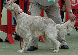 Setter Irlandes Rojo y Blanco