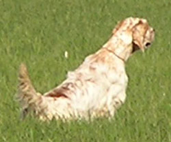 Setter Irlandes Rojo y Blanco