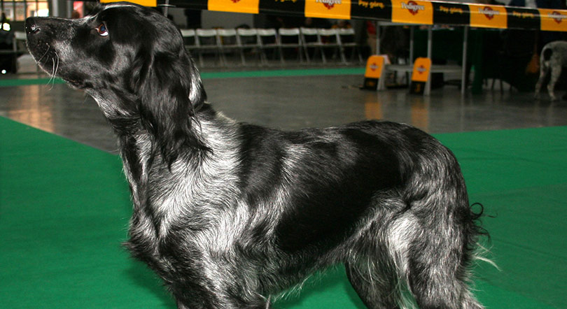 perros-razas-spaniel-azul-picardia-01
