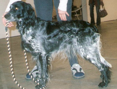 perros-razas-spaniel-azul-picardia-02