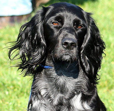perros-razas-spaniel-azul-picardia-03