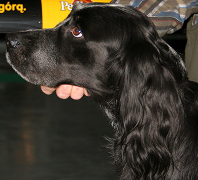 perros-razas-spaniel-azul-picardia-04