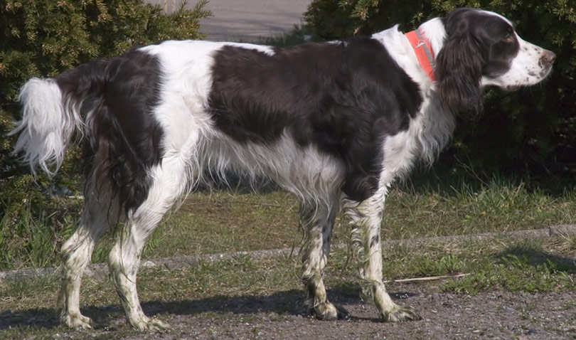 perros-razas-spaniel-frances-01