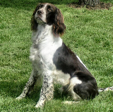 perros-razas-spaniel-frances-02