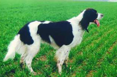 perros-razas-spaniel-frances-03