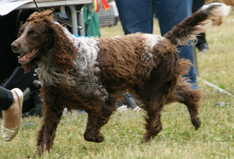 Spaniel Pont Audemer