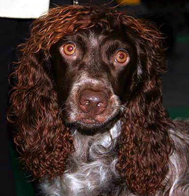 perros-razas-spaniel-pont-audemer-02