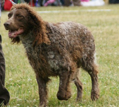 perros-razas-spaniel-pont-audemer-04
