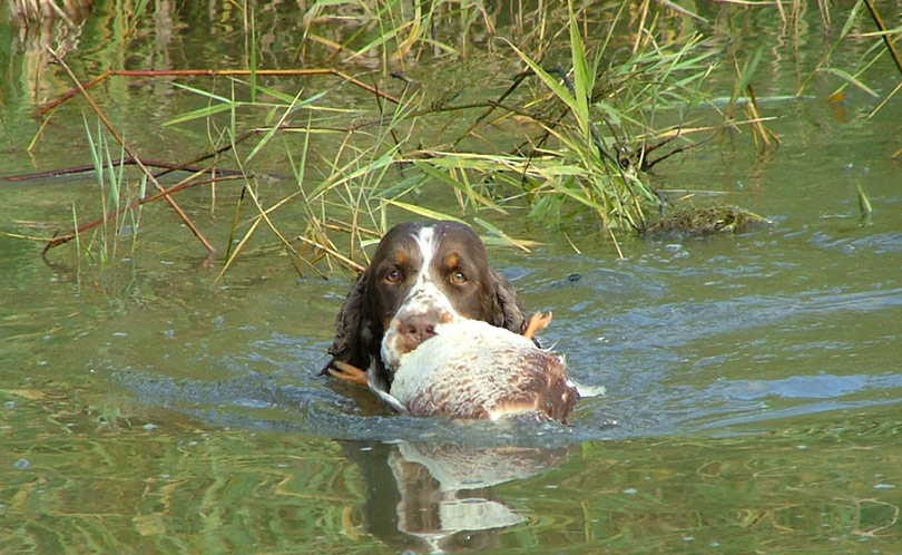Springer Spaniel Ingles
