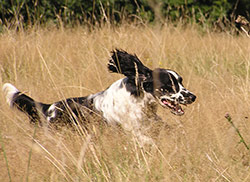 Springer Spaniel Ingles