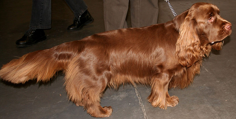 perros-razas-sussex-spaniel-01