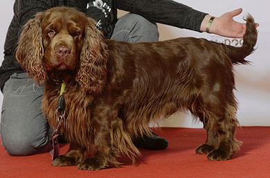 perros-razas-sussex-spaniel-02