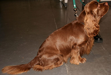 perros-razas-sussex-spaniel-03