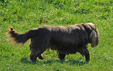 perros-razas-sussex-spaniel-04