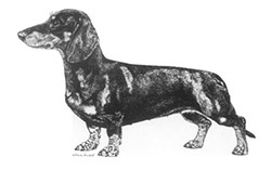 Teckel